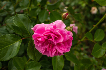 pink rose in garden