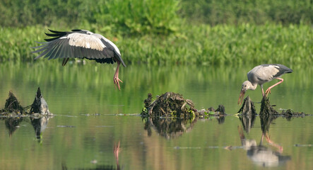 asian open bill stork bird in fight