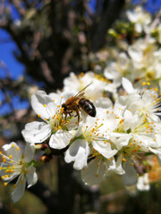 Abeja 5
