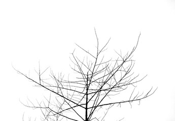 tree branches on a white background