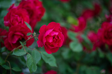 Rose in The Garden