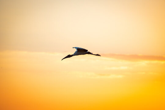 Mycteria 이미지 찾아보기 4,126 스톡 사진, 벡터 및 비디오 Adobe Stock