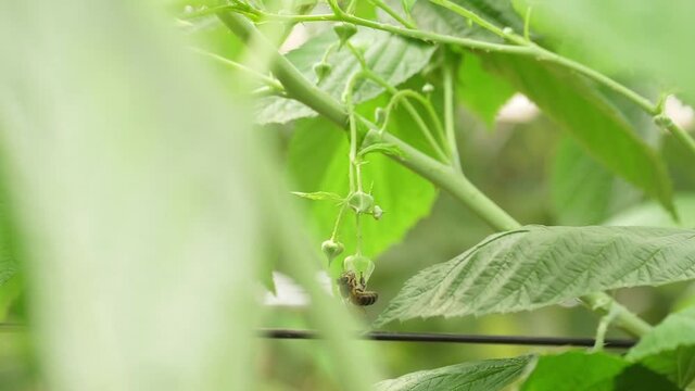 Honey bees on flower pollination macro shot slow motion
