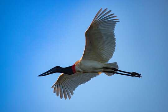 The jabiru bird (Jabiru mycteria), a large stork, in flight on blue sky. Pantanal, Brazil. 
