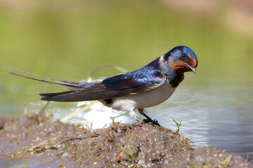 Swallow collects building material for the construction of a nest on the shore of a spring reservoir