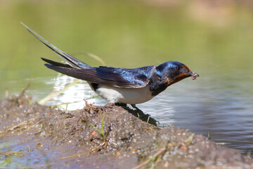 Swallow collects building material for the construction of a nest on the shore of a spring reservoir