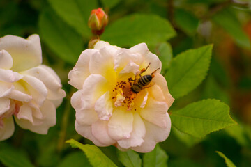 bee on a flower