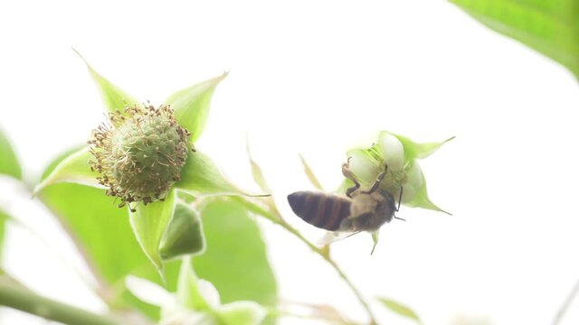 Honey bees on flower pollination macro shot slow motion
