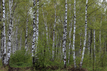 Green birch  forest background 