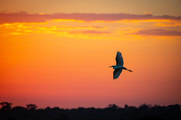 Fototapeta na wymiar Heron flying under the sunset light. Silhouette scene. Pantanal, Brazil.