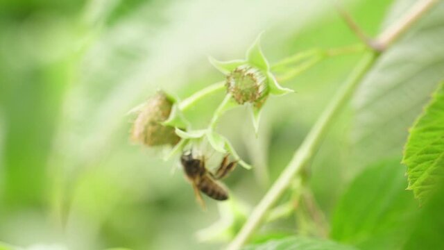 Honey bees on flower pollination macro shot slow motion