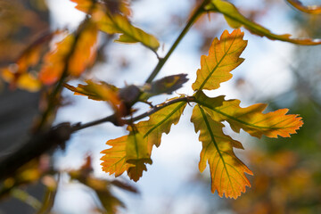 Fototapeta na wymiar Young orange oak tree leaves