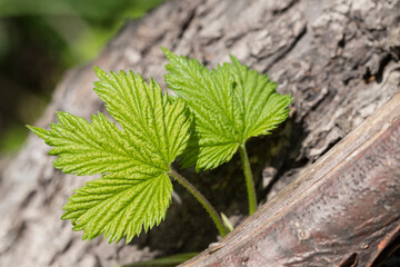 Green grape leaves closeup