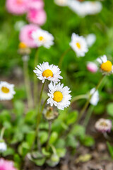Obraz na płótnie Canvas Two white daisies in a clearing with other such Bellis perennis flowers. Close-up. Blurred background. Vertical orientation.