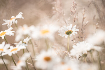 Out of focus daisies in the flower field, blurred nature background, dreamy, beautiful, protected nature area, travel location, Dutch wildlife, beautiful little bird, volgermeerpolder Amsterdam