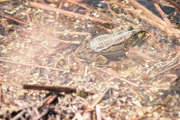 Frog is sitting in his pool enjoying the sun, protected nature area, travel location, Dutch wildlife, beautiful little bird, Volgermeerpolder Amsterdam