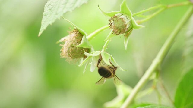 Honey bees on flower pollination macro shot slow motion