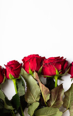 Buds of red roses on a white background. Plenty of room for text.