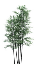 Nature object bamboo   tree isolated  white  background