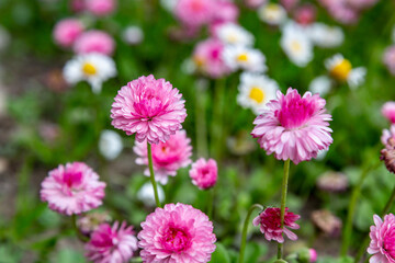 Pink terry daisy in the meadow with other such flowers bellis perennis. Close-up. Blurred...
