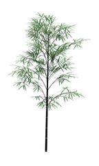 Fototapeta premium Nature object bamboo tree isolated white background