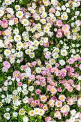 A carpet of a large number of white and pink daisies. Background of flowers Bellis perennis. Vertical orientation.