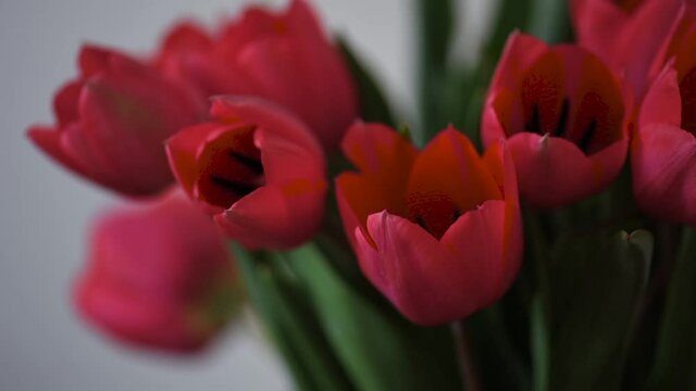 Timelapse of red tulips bouquet over white background. Time lapse flower opening motion. Springtime blooming.