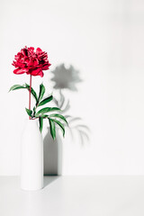 Red peony flower in vase against white wall with hard shadows. Floral minimal home interior design concept with shadow. One red peony.