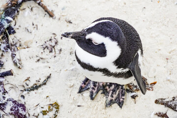 Fototapeta premium Brillenpinguin am Boulders Beach