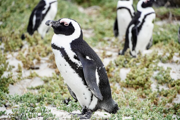 Obraz premium Brillenpinguin am Boulders Beach