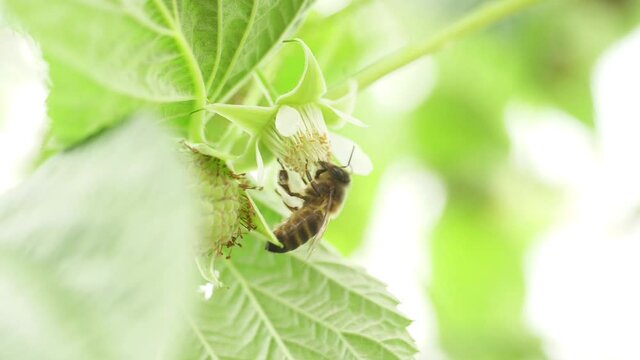 Honey bees on flower pollination macro shot slow motion