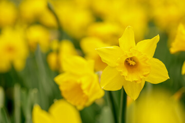 Close-up of narcissus