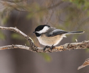 Fototapeta premium Black-capped Chickadee on a Branch