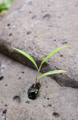 Wild plant growing among stone. Plant growing through the stones, urban environment life force. New life, new hope, new world concept.