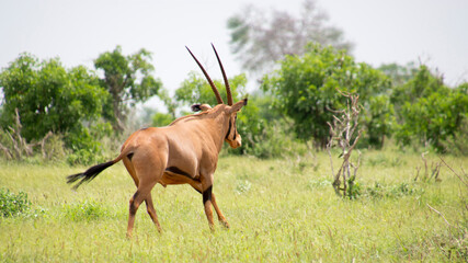 Wild Life