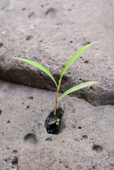 Wild plant growing among stone. Plant growing through the stones, urban environment life force. New life, new hope, new world concept.