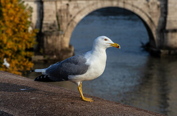   Seagull on the bank of the Tiber in Rome