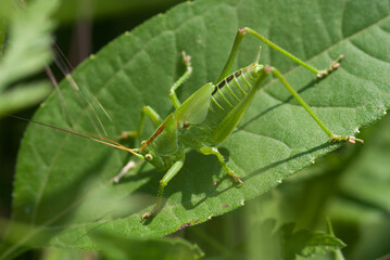 cavalletta su una foglia si fonde con l'habitat
