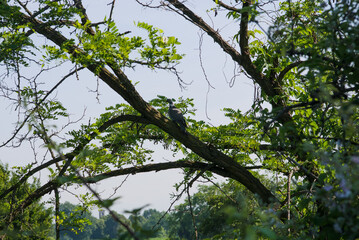 uccello su un ramo di un albero all'ombra