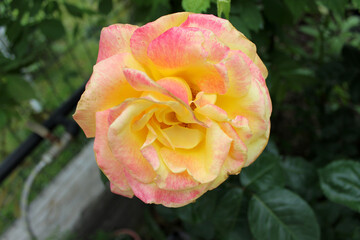 photo of a lush yellow and pink rose