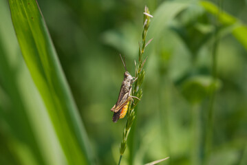 cavalletta su una pianta al sole