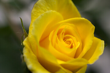 Yellow rose