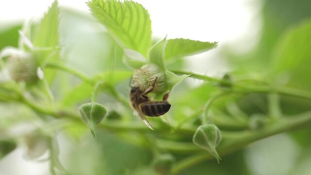 Honey bees on flower pollination macro shot slow motion