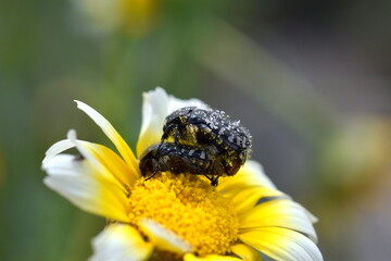 Käfer bei der Paarung