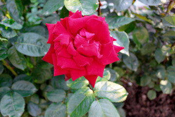 photo of a red lush rose