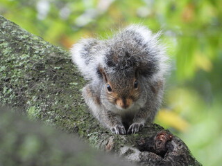 squirrel in the park