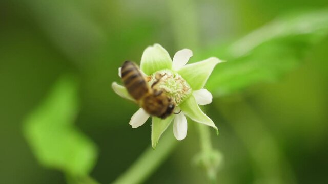Honey bees on flower pollination macro shot slow motion
