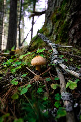 A beautiful small mushroom in a forest.