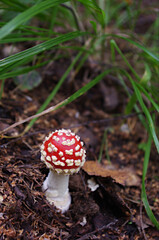 fly agaric mushroom