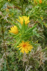 yellow flower in the garden